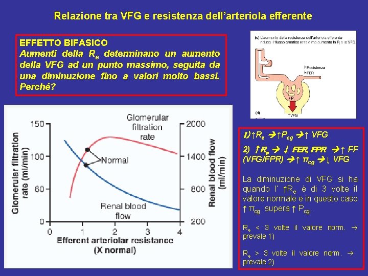 Relazione tra VFG e resistenza dell’arteriola efferente EFFETTO BIFASICO Aumenti della Re determinano un