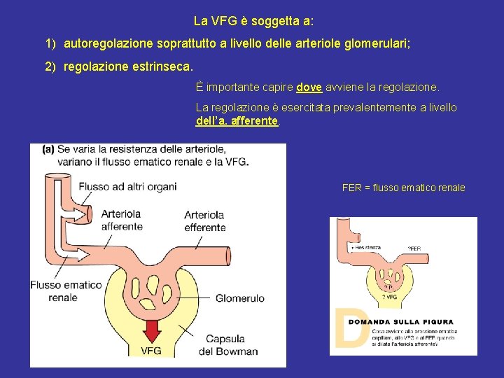 La VFG è soggetta a: 1) autoregolazione soprattutto a livello delle arteriole glomerulari; 2)