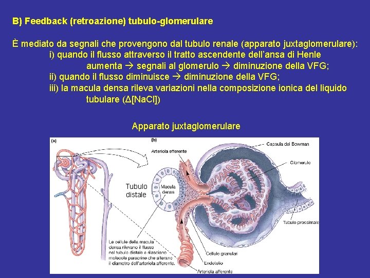 B) Feedback (retroazione) tubulo-glomerulare È mediato da segnali che provengono dal tubulo renale (apparato