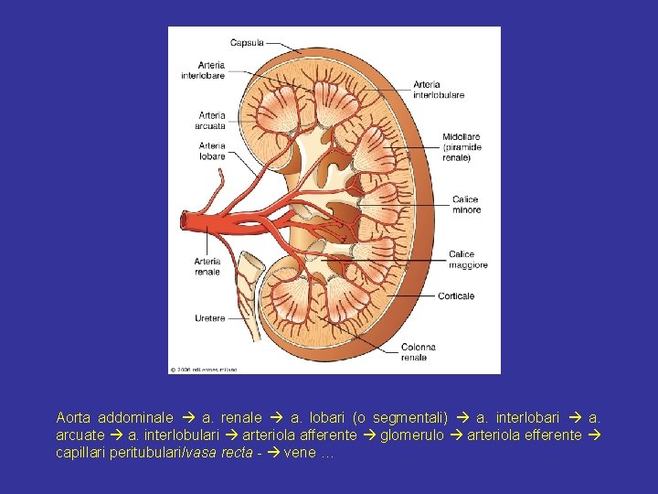 Aorta addominale a. renale a. lobari (o segmentali) a. interlobari a. arcuate a. interlobulari