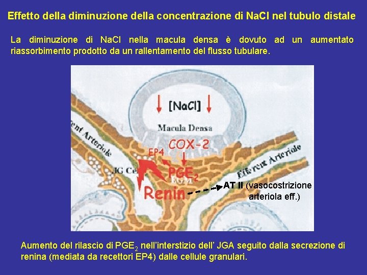 Effetto della diminuzione della concentrazione di Na. Cl nel tubulo distale La diminuzione di