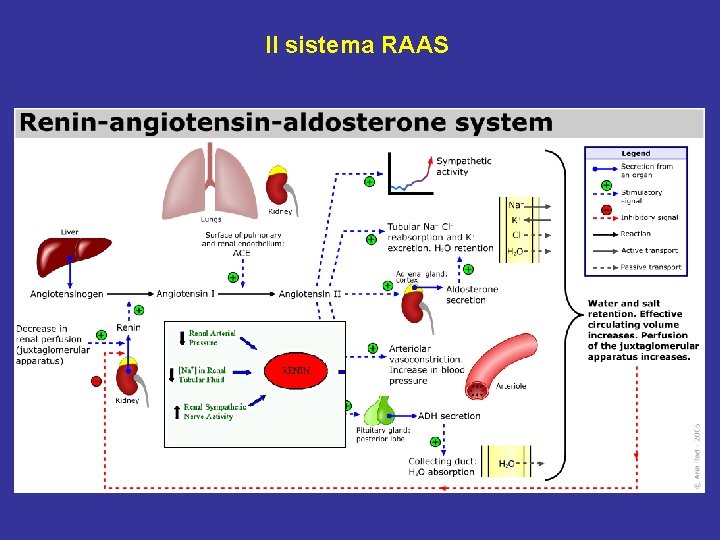 Il sistema RAAS 