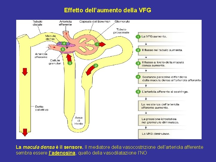 Effetto dell’aumento della VFG La macula densa è il sensore. Il mediatore della vasocostrizione