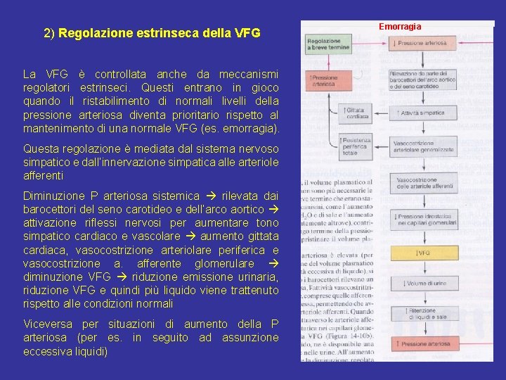 2) Regolazione estrinseca della VFG La VFG è controllata anche da meccanismi regolatori estrinseci.