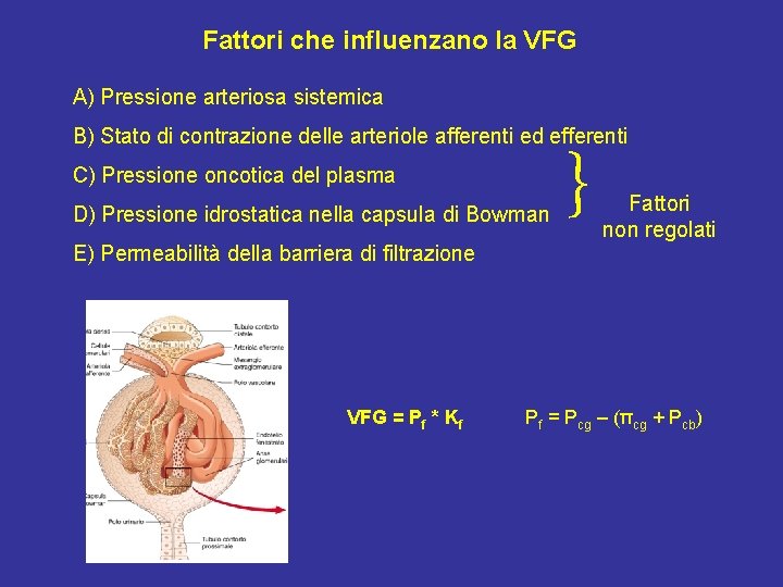 Fattori che influenzano la VFG A) Pressione arteriosa sistemica B) Stato di contrazione delle