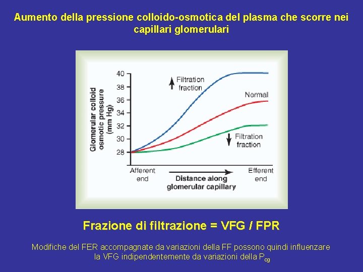 Aumento della pressione colloido-osmotica del plasma che scorre nei capillari glomerulari Frazione di filtrazione