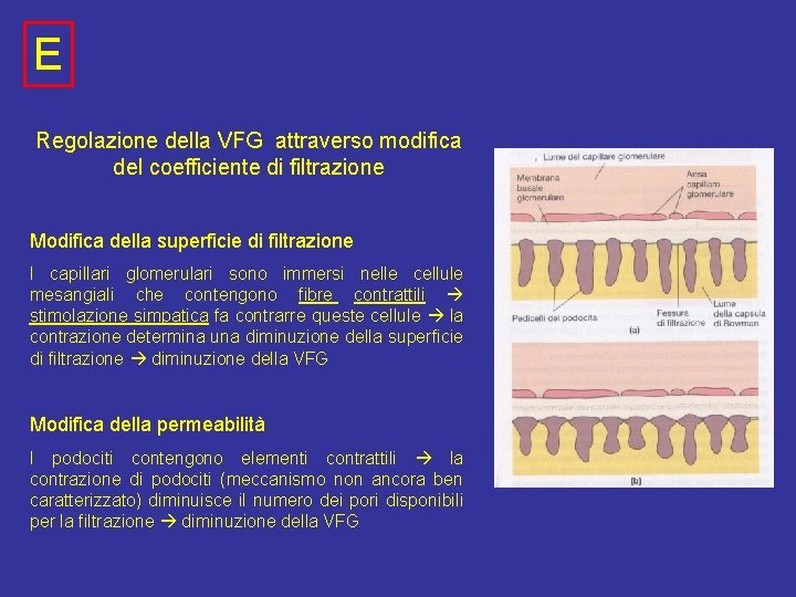 E Regolazione della VFG attraverso modifica del coefficiente di filtrazione Modifica della superficie di