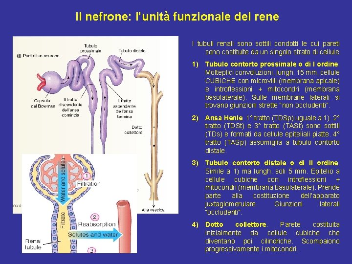 Il nefrone: l’unità funzionale del rene I tubuli renali sono sottili condotti le cui