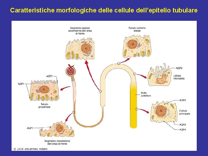 Caratteristiche morfologiche delle cellule dell’epitelio tubulare 