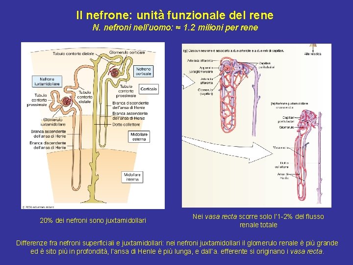 Il nefrone: unità funzionale del rene N. nefroni nell’uomo: ≈ 1. 2 milioni per