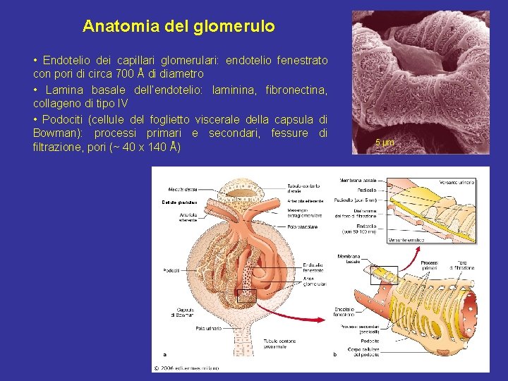 Anatomia del glomerulo • Endotelio dei capillari glomerulari: endotelio fenestrato con pori di circa