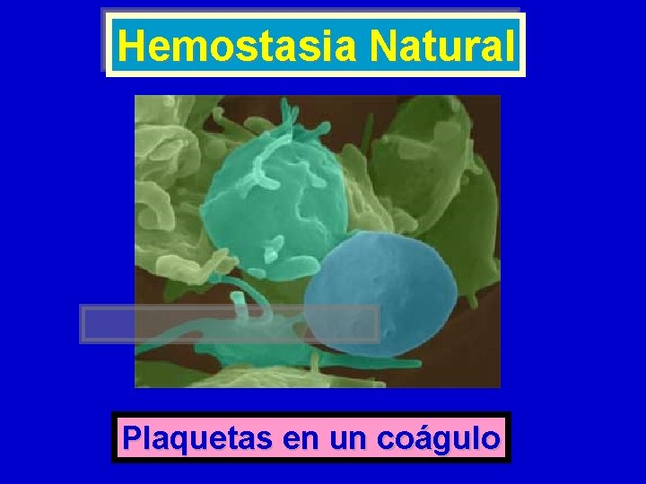 Hemostasia Natural Plaquetas en un coágulo 