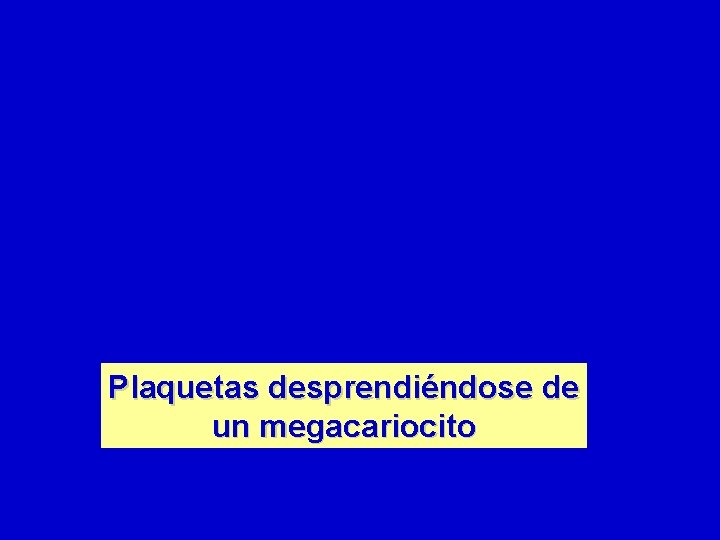 Plaquetas desprendiéndose de un megacariocito 