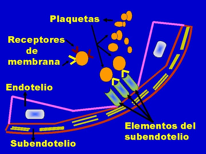 Plaquetas Receptores de membrana Endotelio Subendotelio Elementos del subendotelio 
