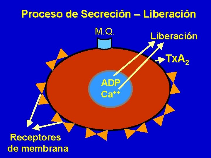 Proceso de Secreción – Liberación M. Q. Liberación Tx. A 2 ADP Ca++ Receptores