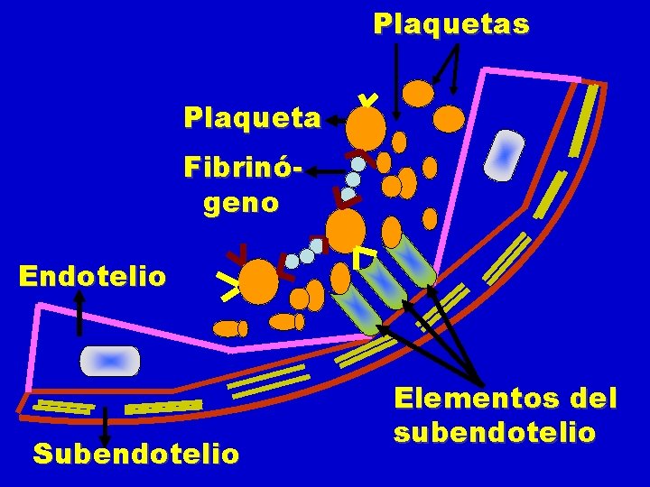 Plaquetas Plaqueta Fibrinógeno Endotelio Subendotelio Elementos del subendotelio 