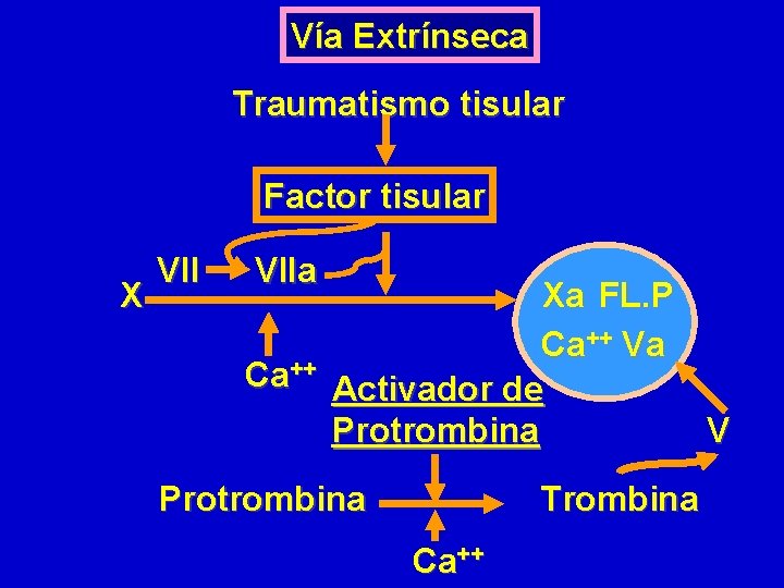 Vía Extrínseca Traumatismo tisular Factor tisular X VIIa Ca++ Xa FL. P Ca++ Va