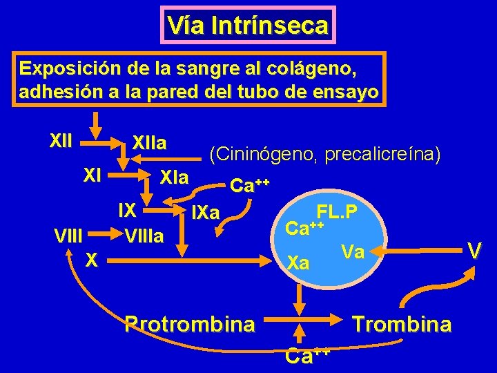 Vía Intrínseca Exposición de la sangre al colágeno, adhesión a la pared del tubo