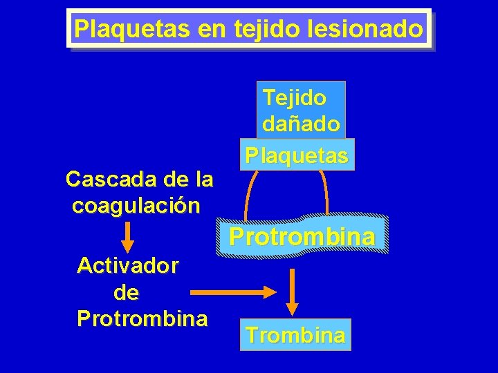 Plaquetas en tejido lesionado Cascada de la coagulación Tejido dañado Plaquetas Protrombina Activador de