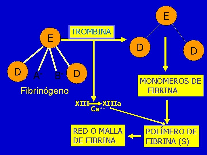 E TROMBINA E D A- D B- D MONÓMEROS DE FIBRINA Fibrinógeno XIII D