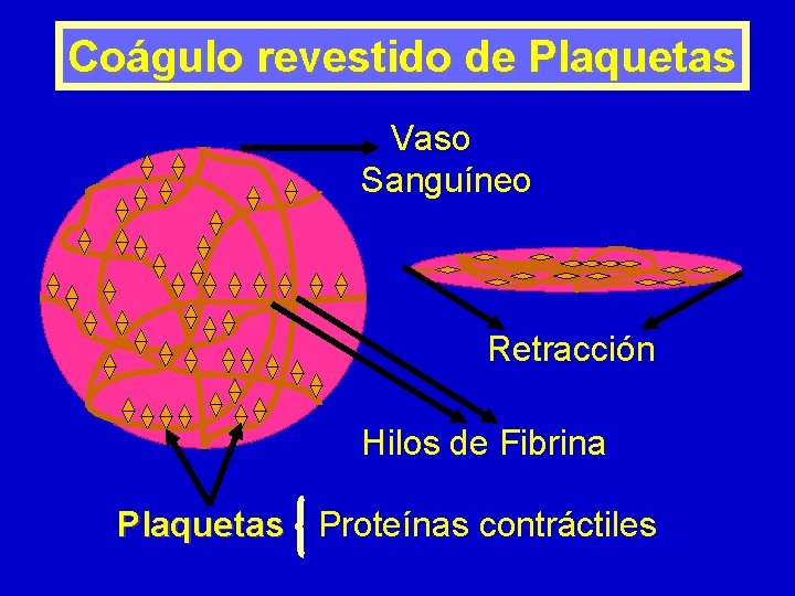 Coágulo revestido de Plaquetas Vaso Sanguíneo Retracción Hilos de Fibrina Plaquetas Proteínas contráctiles 