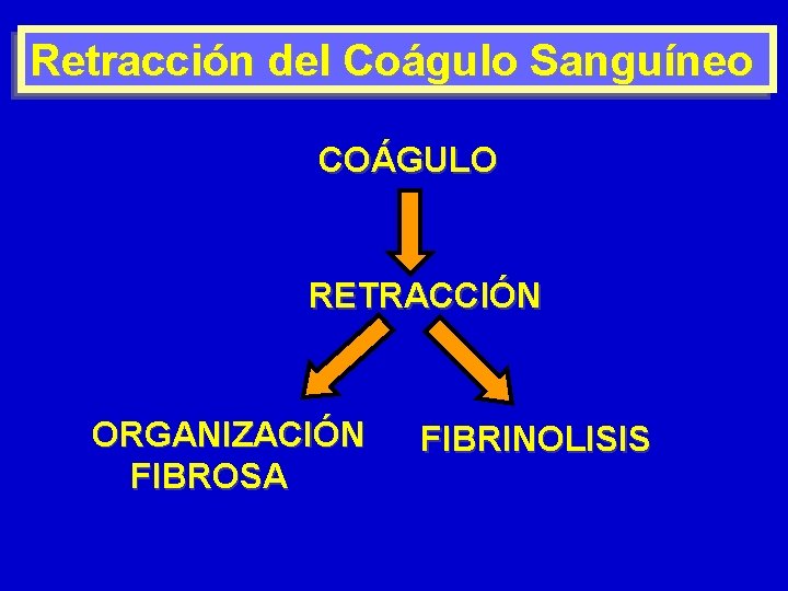 Retracción del Coágulo Sanguíneo COÁGULO RETRACCIÓN ORGANIZACIÓN FIBROSA FIBRINOLISIS 