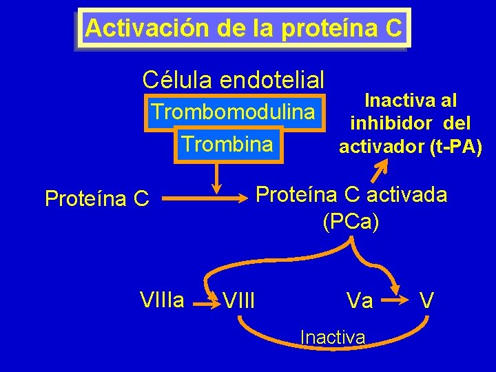 Activación de la proteína C Célula endotelial Trombomodulina Trombina Proteína C VIIIa Inactiva al