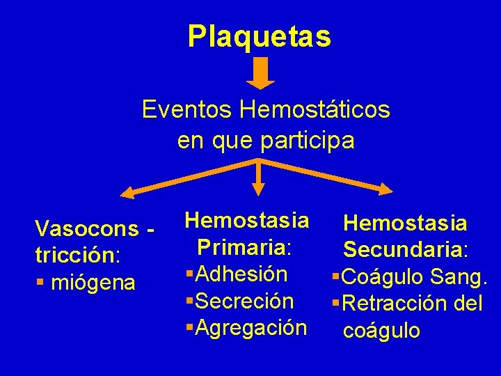 Plaquetas Eventos Hemostáticos en que participa Vasocons tricción: § miógena Hemostasia Primaria: Secundaria: §Adhesión