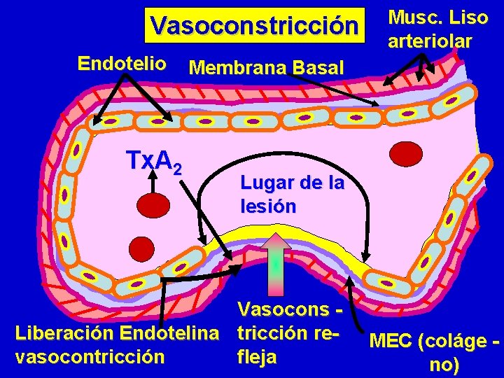 Vasoconstricción Endotelio Tx. A 2 Musc. Liso arteriolar Membrana Basal Lugar de la lesión