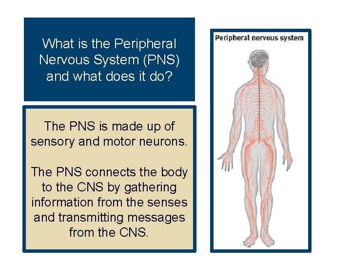 What is the Peripheral Nervous System (PNS) and what does it do? The PNS