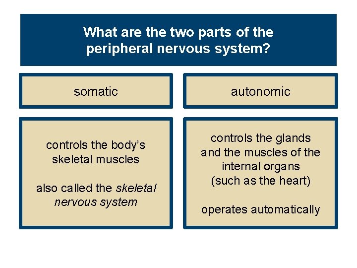 What are the two parts of the peripheral nervous system? somatic controls the body’s