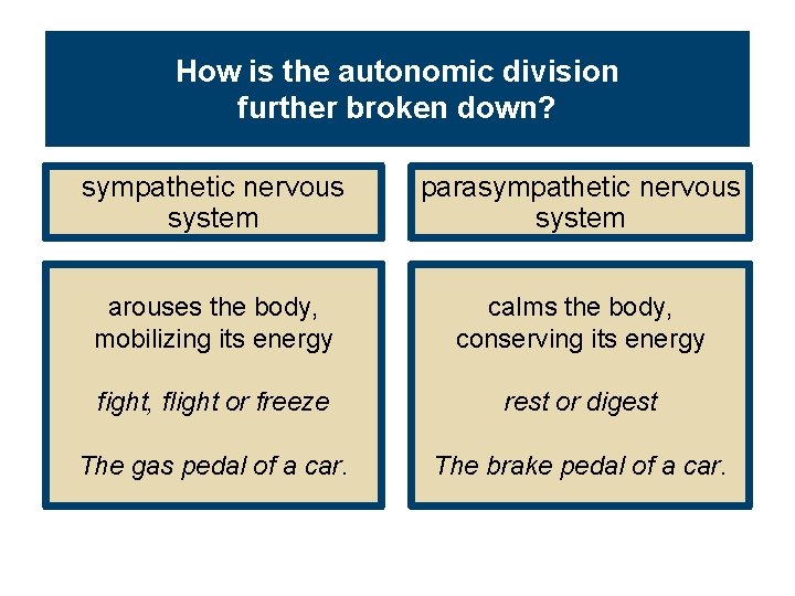 How is the autonomic division further broken down? sympathetic nervous system parasympathetic nervous system
