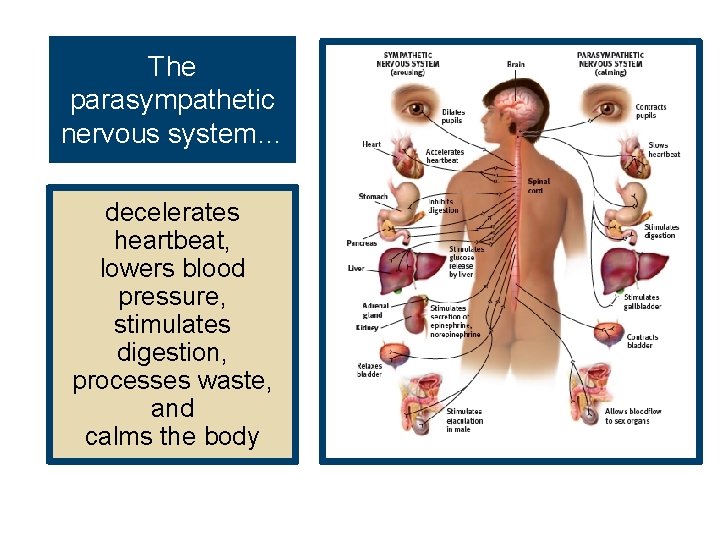 The parasympathetic nervous system… decelerates heartbeat, lowers blood pressure, stimulates digestion, processes waste, and