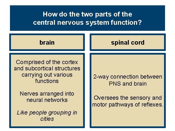 How do the two parts of the central nervous system function? brain spinal cord