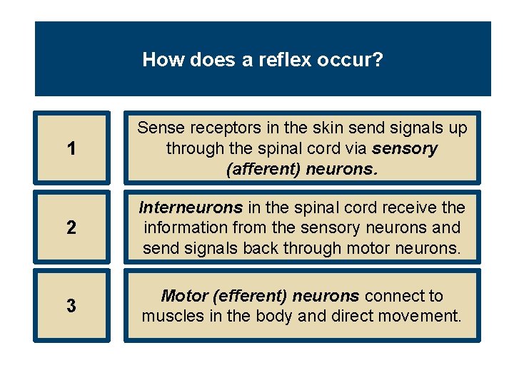 How does a reflex occur? 1 Sense receptors in the skin send signals up