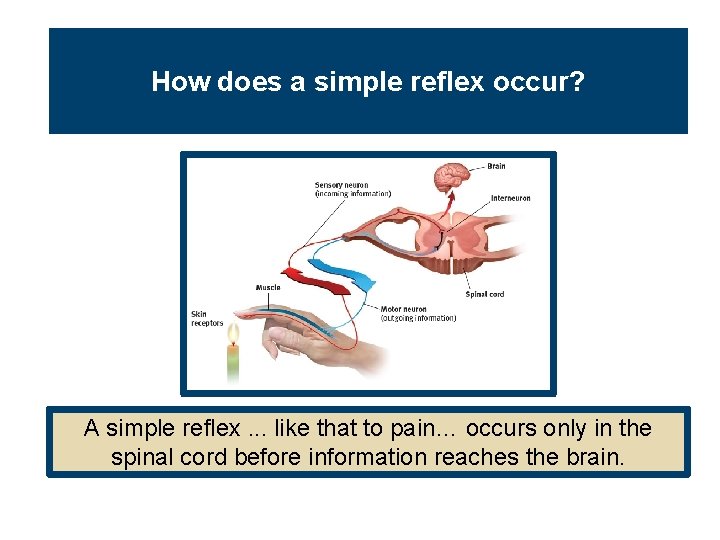 How does a simple reflex occur? A simple reflex. . . like that to