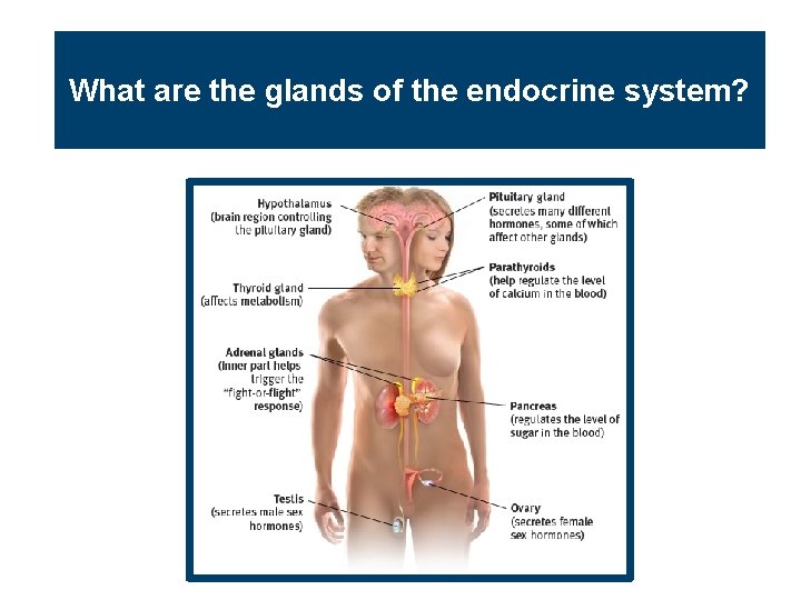 What are the glands of the endocrine system? 