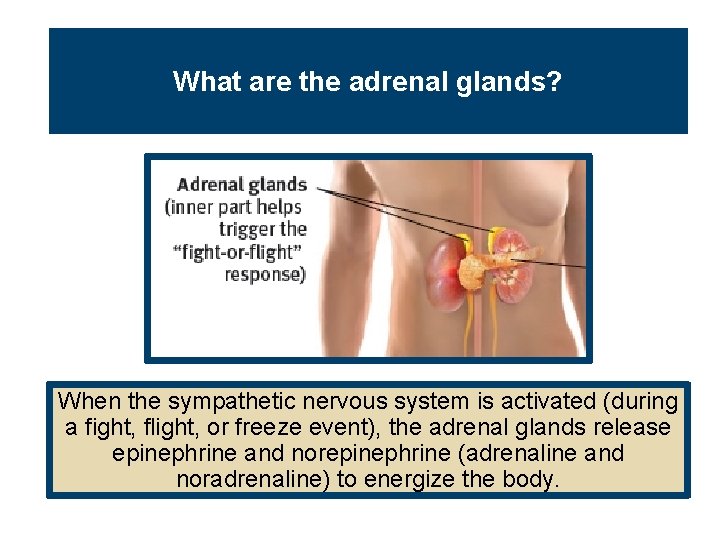 What are the adrenal glands? When the sympathetic nervous system is activated (during a