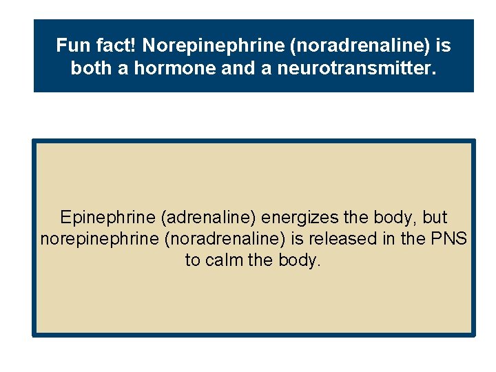 Fun fact! Norepinephrine (noradrenaline) is both a hormone and a neurotransmitter. Epinephrine (adrenaline) energizes