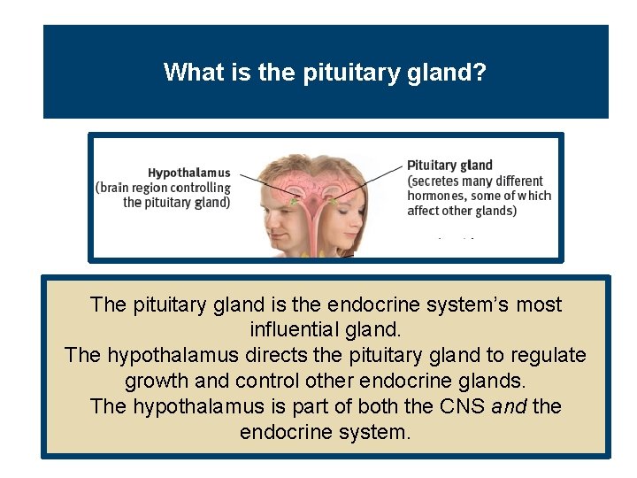 What is the pituitary gland? The pituitary gland is the endocrine system’s most influential