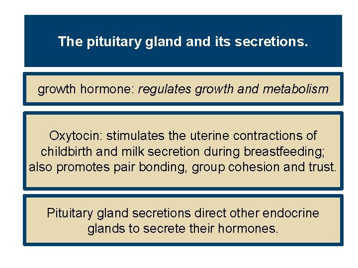 The pituitary gland its secretions. growth hormone: regulates growth and metabolism Oxytocin: stimulates the