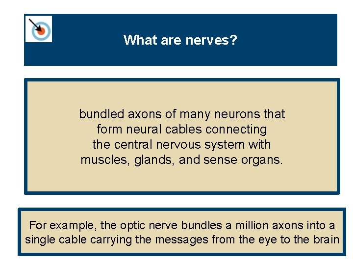 What are nerves? bundled axons of many neurons that form neural cables connecting the