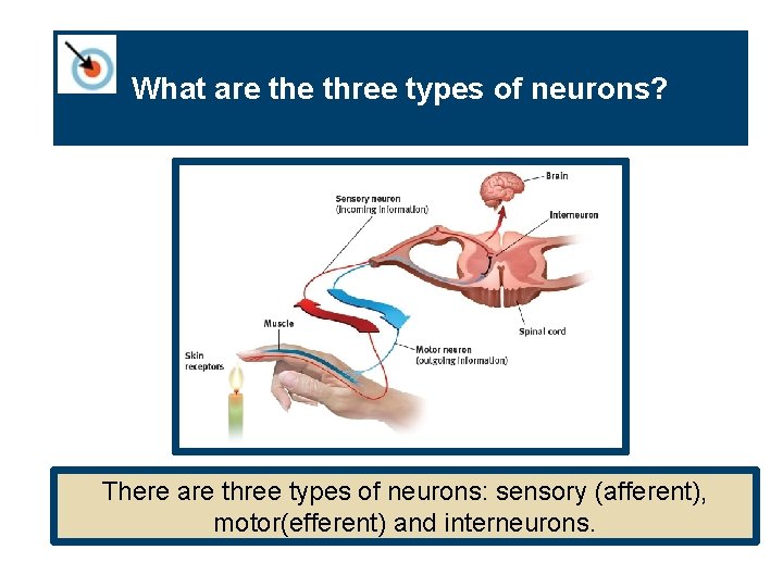 What are three types of neurons? There are three types of neurons: sensory (afferent),