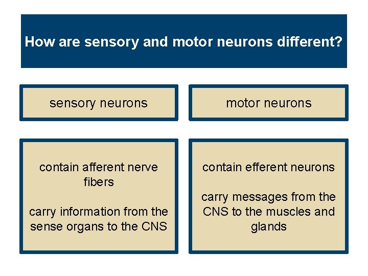 How are sensory and motor neurons different? sensory neurons motor neurons contain afferent nerve