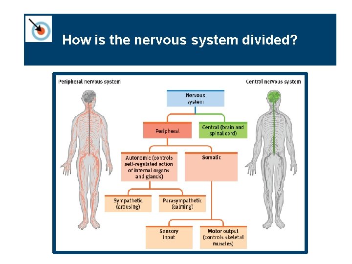 How is the nervous system divided? 