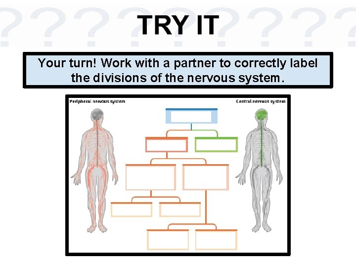 Your turn! Work with a partner to correctly label the divisions of the nervous