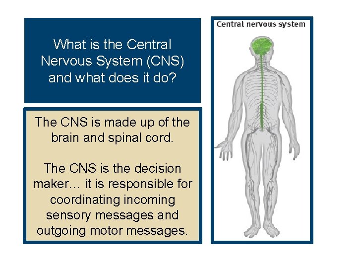 What is the Central Nervous System (CNS) and what does it do? The CNS