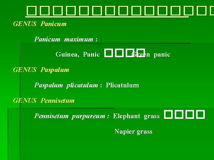 �������� GENUS Panicum maximum : Guinea, Panic ���� Green panic GENUS Paspalum plicatulum :