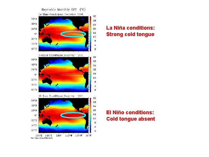 La Niña conditions: Strong cold tongue El Niño conditions: Cold tongue absent 