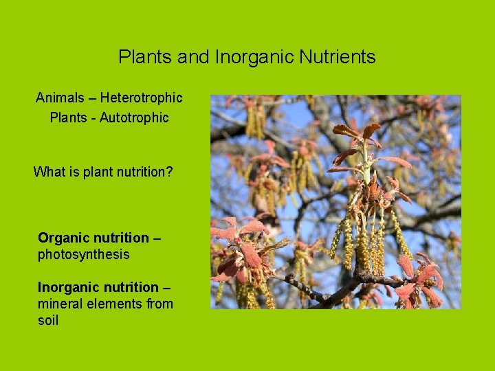 Plants and Inorganic Nutrients Animals – Heterotrophic Plants - Autotrophic What is plant nutrition?